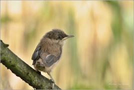 <p>RÁKOSNÍK OBECNÝ (Acrocephalus scirpaceus) /Eurasian reed warbler – Teichrohrsänger/</p>
